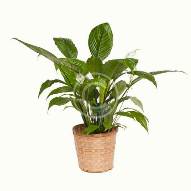 Spathiphyllum