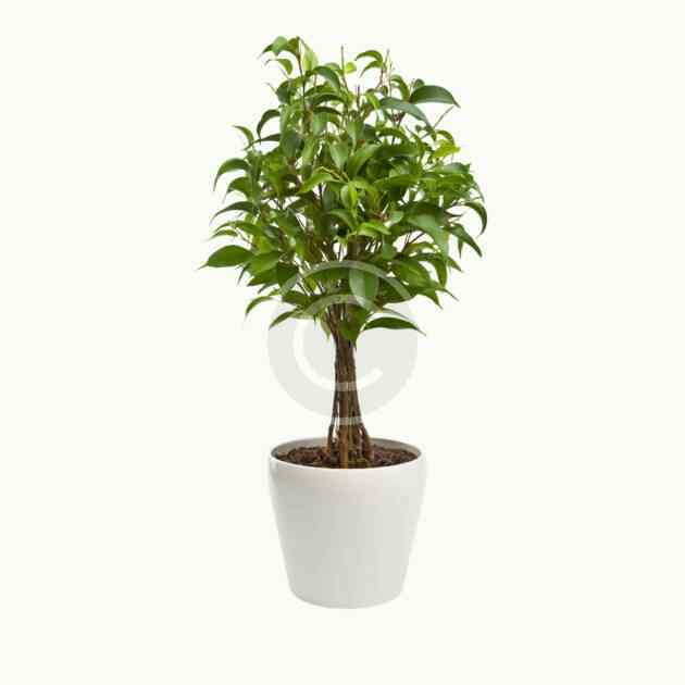 Ficus benjamina